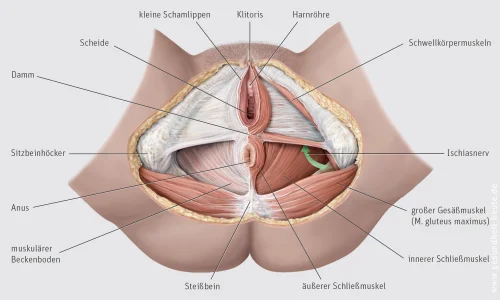 Anatomie des weiblichen Beckenbodens